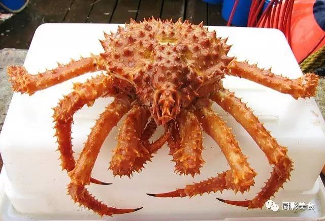 帝王蟹与其他两种蟹很好区分,它的蟹壳呈明显的金棕色,而且背壳上的刺