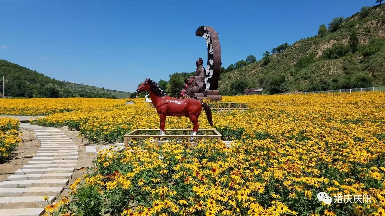 华池县居然有这么美的荷花池8月18日不去都觉得对不住华池人快看看在