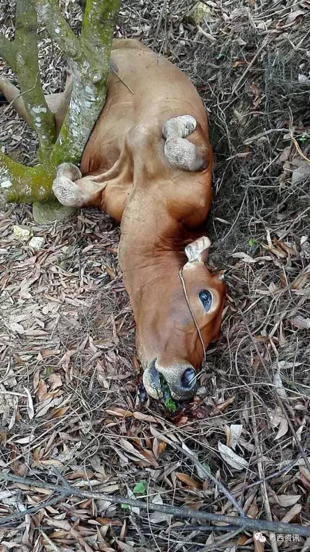 死不瞑目的牛闻讯赶来的警察现场取证报警后,警察来到,把死亡的牛解剖