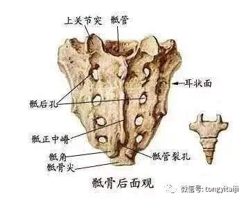 尾闾在太极拳行拳中的作用和习练方法