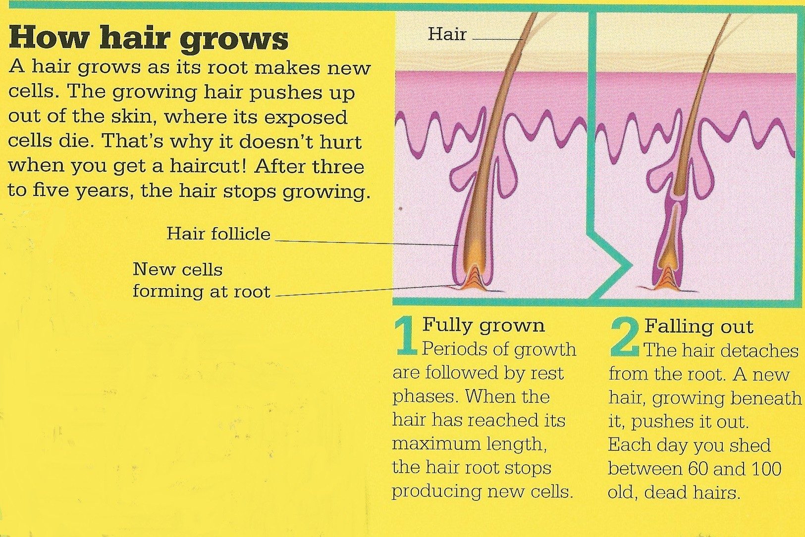 当发根内有新的细胞诞生,不断生长的毛发就会从头皮表面露出.
