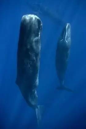 科普·生态|垂直深眠在海中,巨型抹香鲸震撼打盹