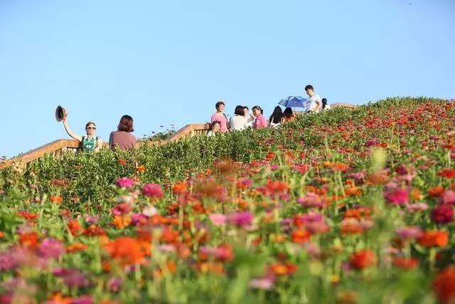 8月15日,游人在陕西汉中洋县龙山观花点赏花.