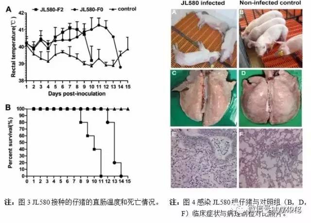 我国猪蓝耳病流行发生明显变化出现新的变异hpprrsv毒株