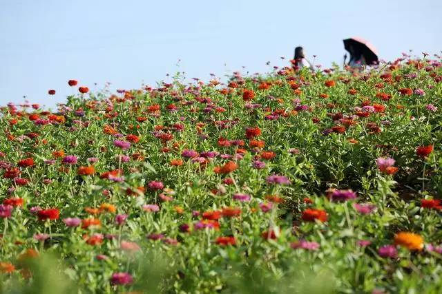 8月15日,游人在陕西汉中洋县龙山观花点赏花.