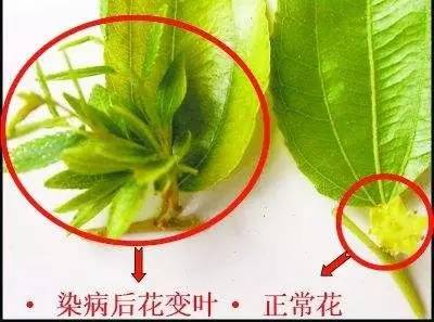 治不好的枣疯病