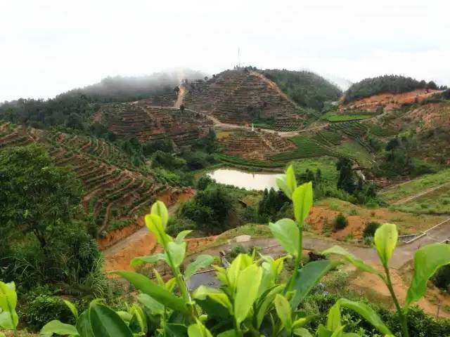 大埔县西岩山岽顶湖茶场参加2017年度全国三十座最美茶园评选一起来