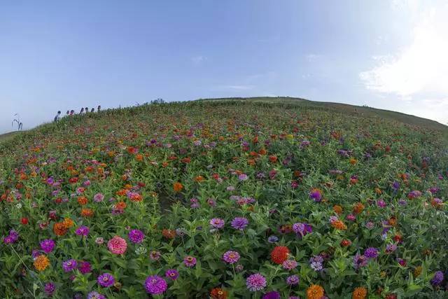 8月15日,游人在陕西汉中洋县龙山观花点赏花.