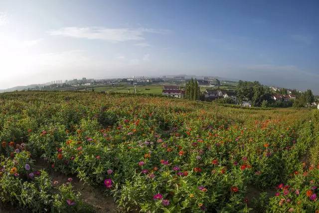 8月15日,游人在陕西汉中洋县龙山观花点赏花.