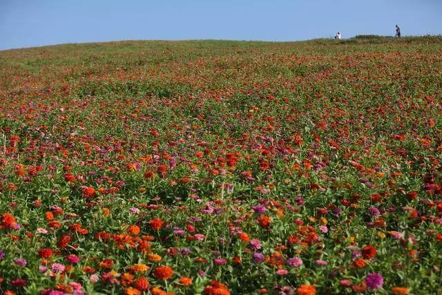 8月15日,一名游客在陕西汉中洋县龙山观花点赏花.