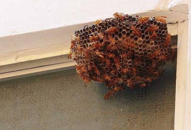 如何避免蜂群筑巢集结?