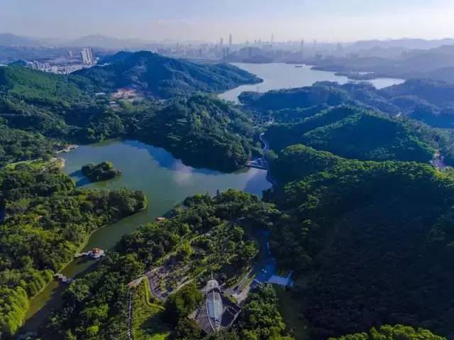 【发现深圳】深圳有种清净不凡叫仙湖,引中外植物学大咖惊喜惊叹竞