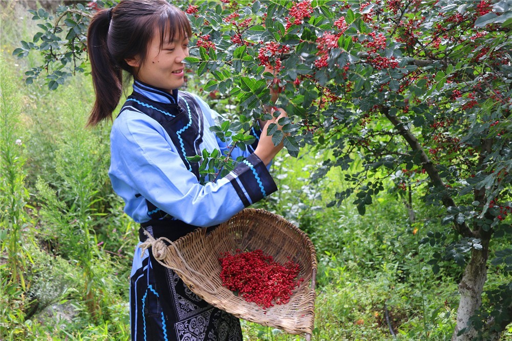 经典汶川娃自编摘花椒的小段子专治各种不开心