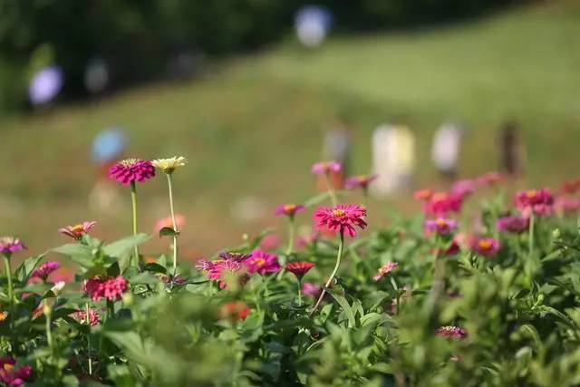 8月15日,游人在陕西汉中洋县龙山观花点赏花.