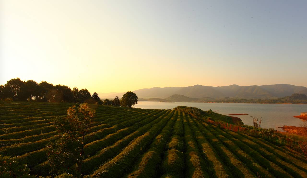 湖13茶旅风情小镇简史