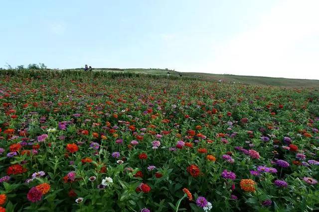 8月15日,游人在陕西汉中洋县龙山观花点赏花.