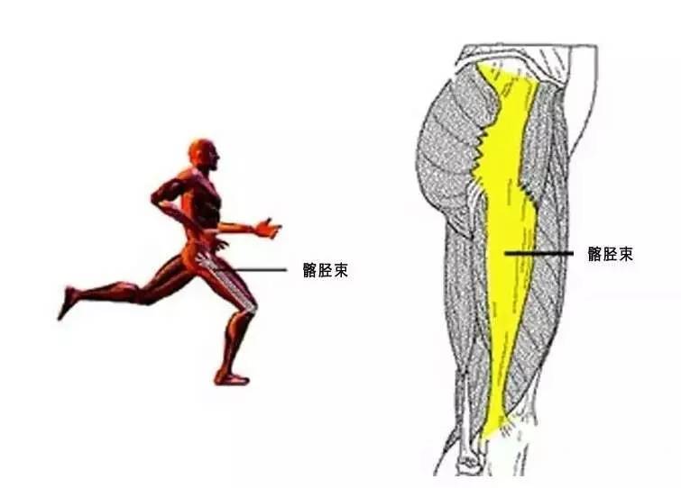 膝关节主要拉伸股四头肌,腘绳肌,阔筋膜张肌和髂胫