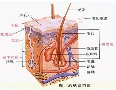 其中,表皮的最外层,叫做角质层,最底层,叫做基底层.