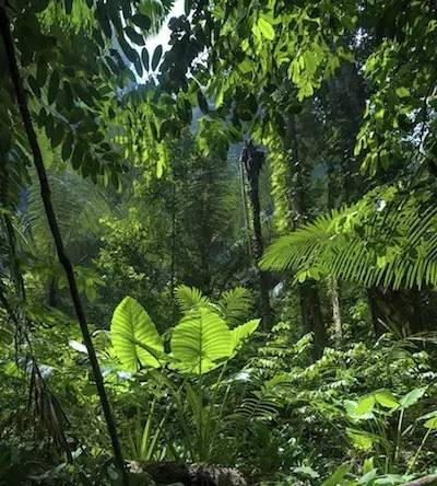 12,保护热带雨林