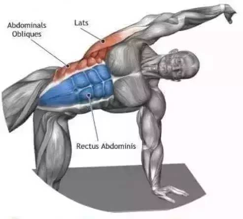 蓝色:腹直肌红色:背阔肌&腹斜肌11红色:股直肌10斜方肌&腹肌红色