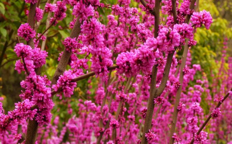 商南美文:紫荆花——"含羞树,爱情树,闰女树"?