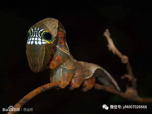 澳大利亚最新发现的红三角蛞蝓 学名triboniophorus graeffei