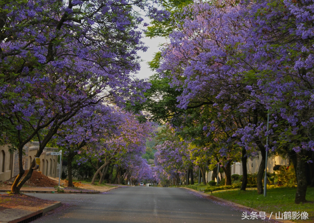 摄影欣赏:蓝花楹