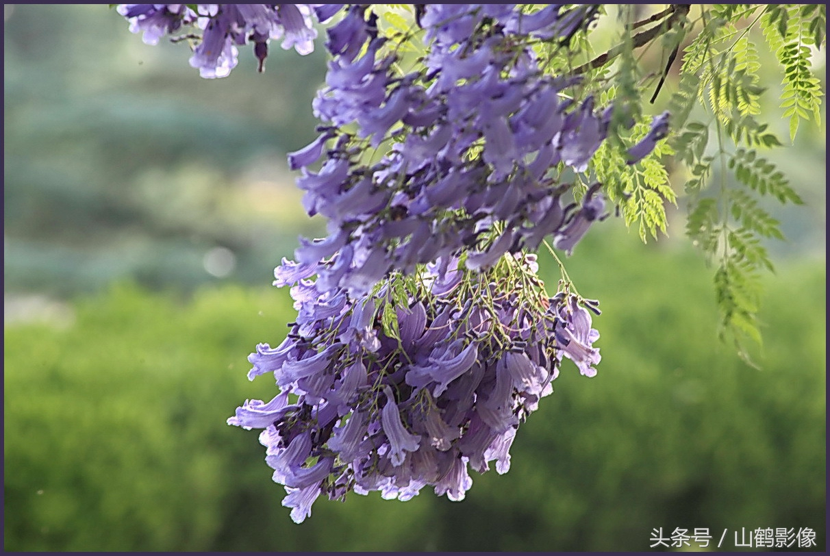 摄影欣赏:蓝花楹