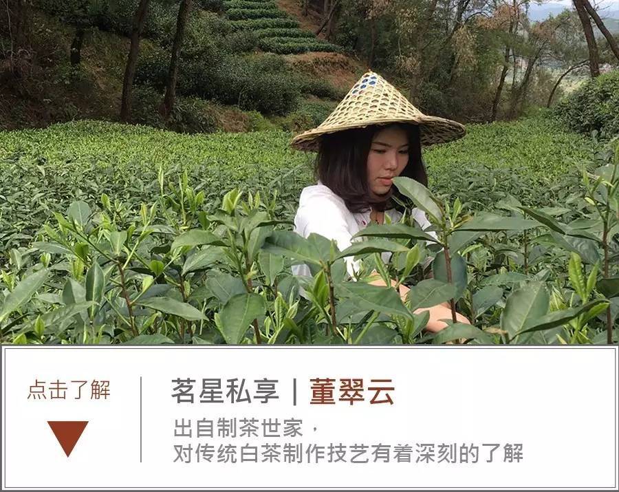 茗星私享丨董翠云:时光积淀,白毫银针转化出独特魅力;岁月见证,她一心