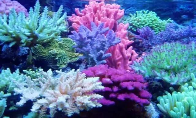 另外,珊瑚馆中迷离变幻的灯光似乎在处处增添着海洋神秘的色彩,为游客