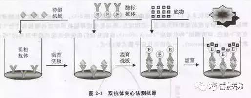 一,双抗体夹心法 双抗体夹心法是指包被抗体和标记抗体和样本中的待