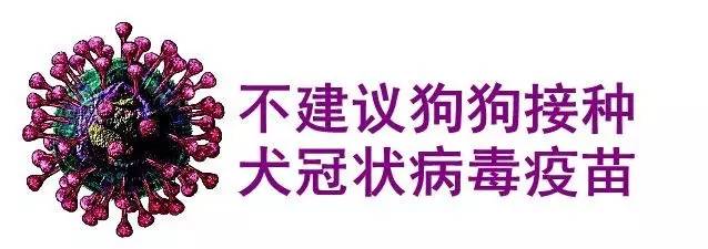 ronald schultz提到的,犬冠状病毒疫苗,目前对犬冠状病毒性肠炎没有