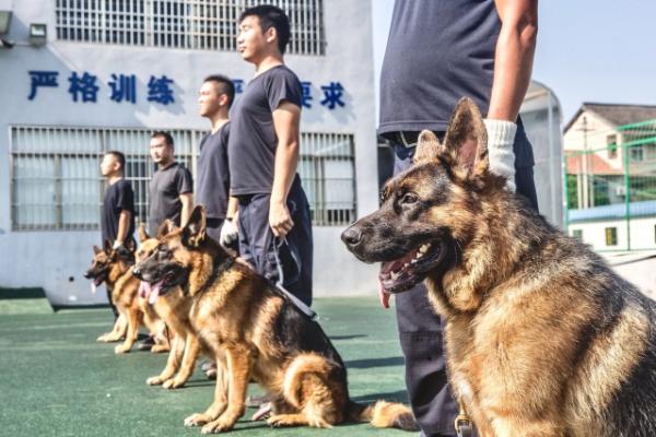 目前,浦东警犬基地共有德国牧羊犬,罗威纳犬,马犬等各类警犬91条.