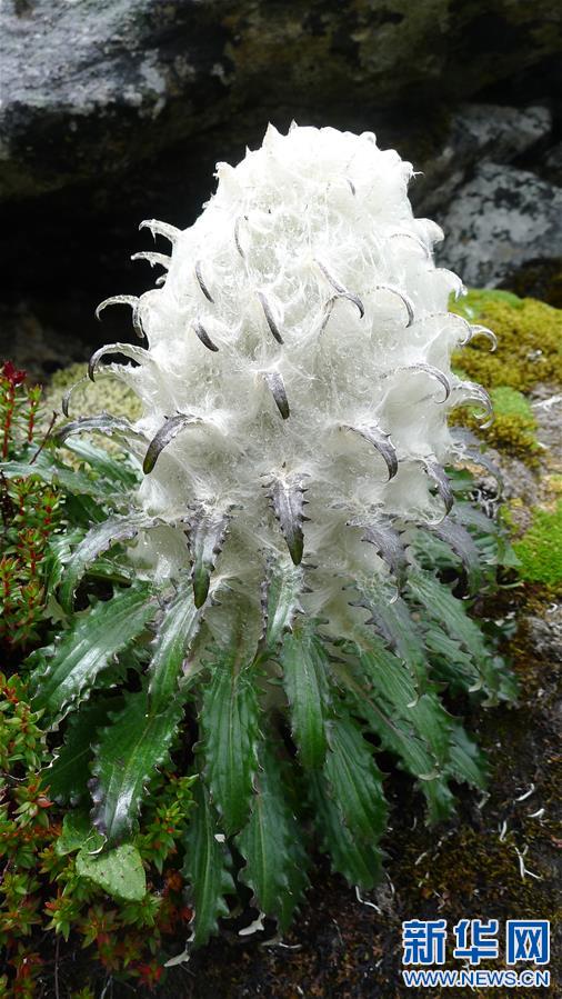 这是在西藏林芝色季拉山上拍摄的高山雪莲(2011年8月19日摄).