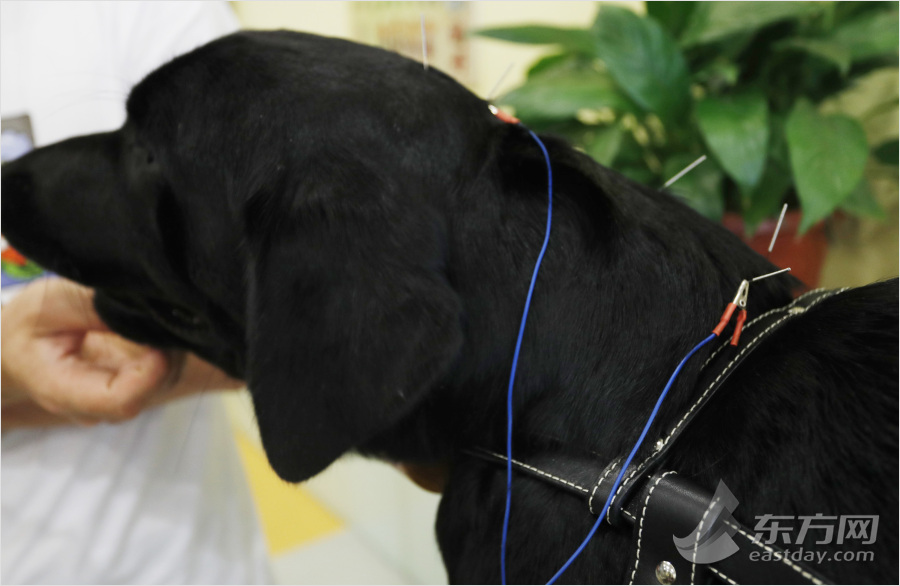 宠物也能做针灸艾熏 上海一诊所4年治疗2000