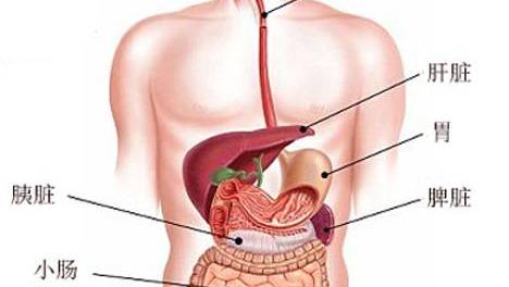肚子右边是什么器官图图片