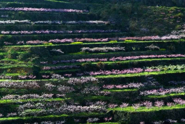 2016富阳新登半山桃花节