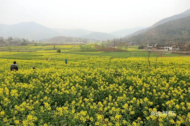 陈村观花点—尖山沟观花点—高台镇—协税镇张坪观花点—县城