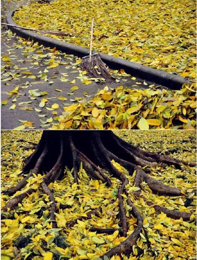 廣州唯美落葉雨,鮮花與落雨齊舞