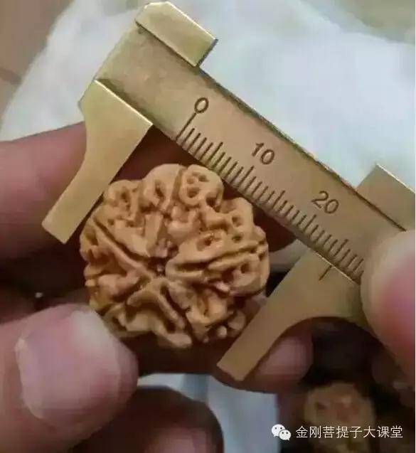 如何用卡尺测量金刚菩提的大小