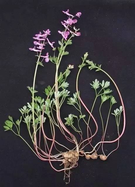 紫堇的花语图片
