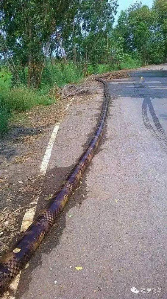 泰国公路突遇巨型蟒蛇这长度吓傻了