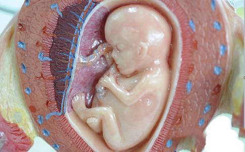 孕妇胎盘图片