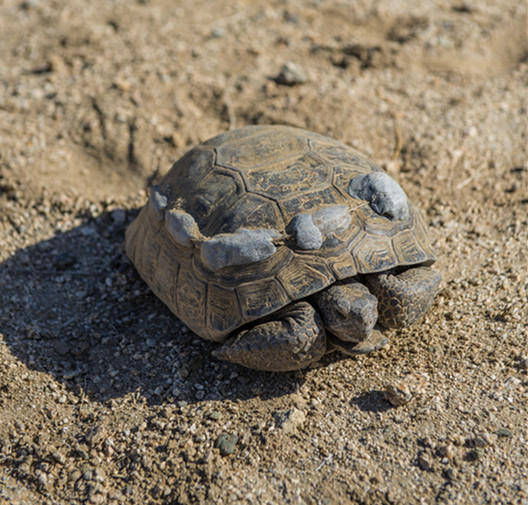 沙漠地鼠龟图片