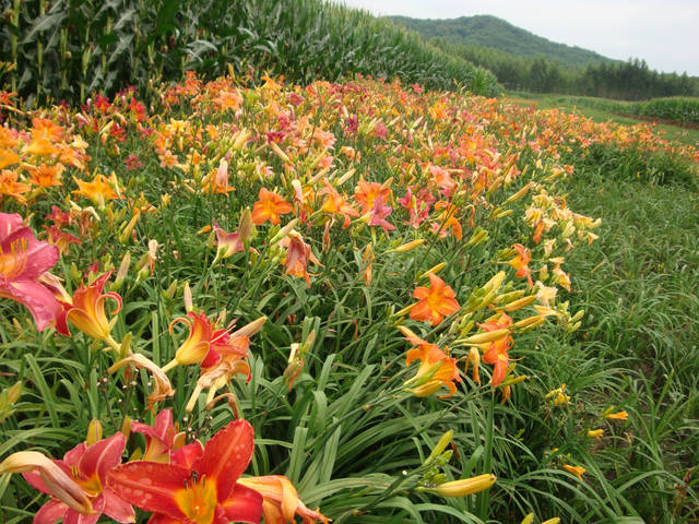 公园里的夹竹桃、鸢尾兰、大花萱草等花儿有毒 赏花季注意避让有毒植物(图1)