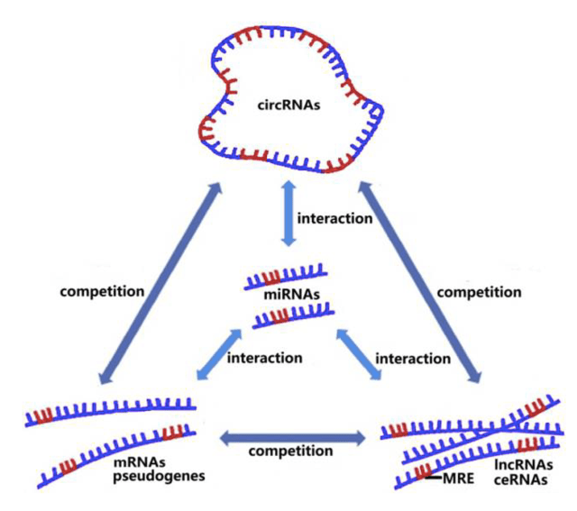 最近的研究表明circrnas可作為mirna的海綿吸附體,也是cernas分子之一