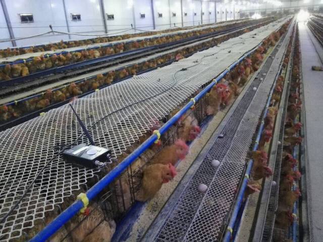 养鸡场鸡舍内的有害气体是怎样产生的