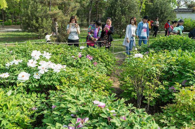 河北邢臺達活泉公園牡丹花開競相爭豔