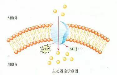 主动运输