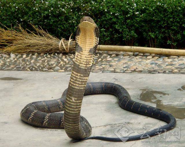 世界上最恐怖蛇图片